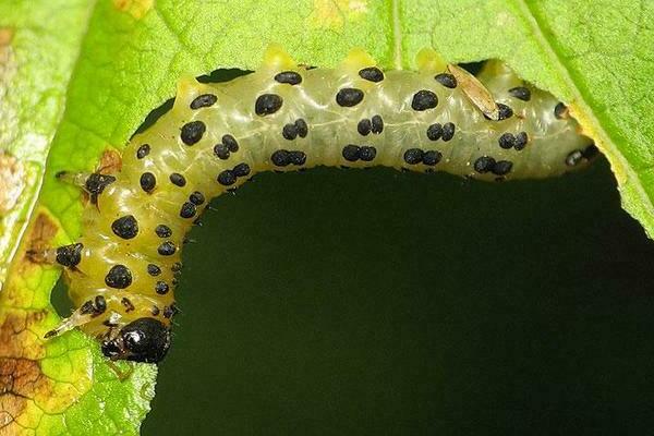 Mga pulang pestidong currant, ang laban laban sa kanila