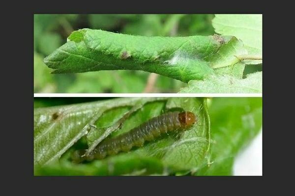 Pests of red currants, the fight against them