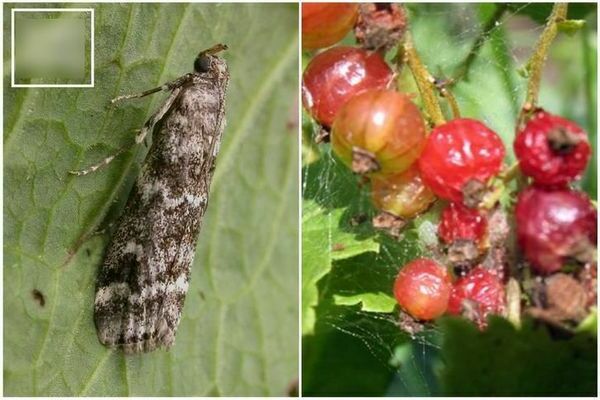 Schädlinge der roten Johannisbeeren, der Kampf gegen sie