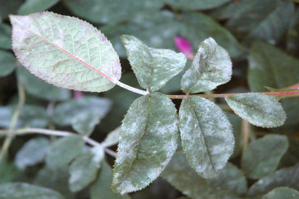 Mga karamdaman ng mga rosas: pulbos amag