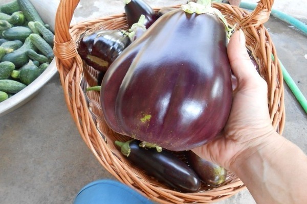 eggplant varieties