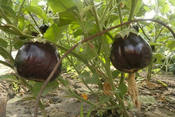 eggplant varieties