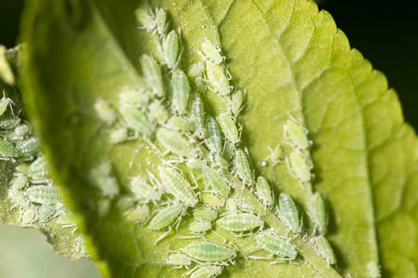 kontrol sa aphid