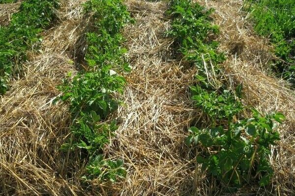 Mulching for Weed Control