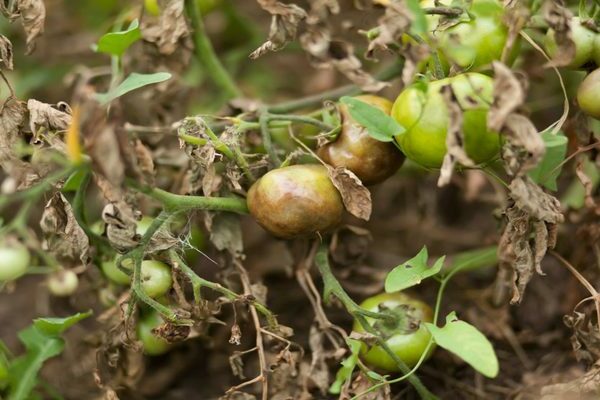 Mélange de tomates bordelaises