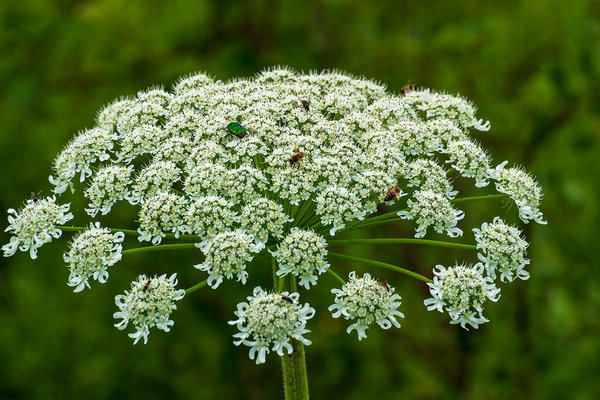 Hogweed