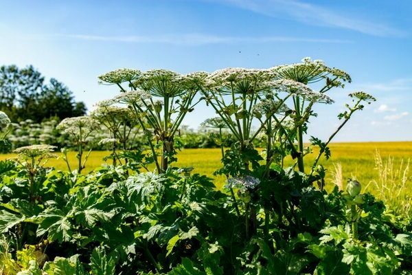 Hogweed