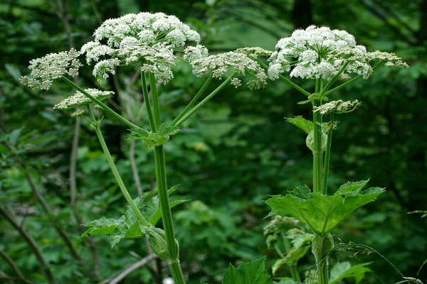 Hogweed