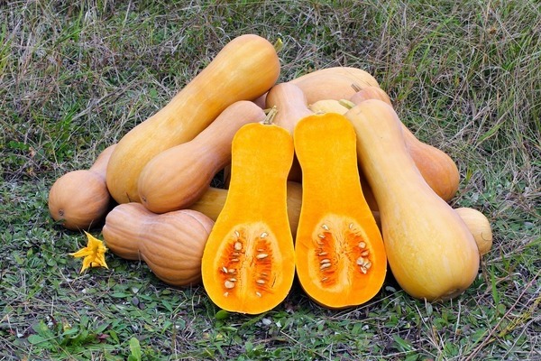 kalabasa butternut