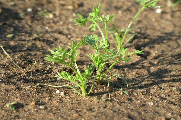 carrots did not sprout