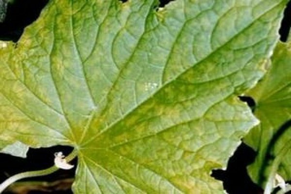 gooseberry leaves turn yellow