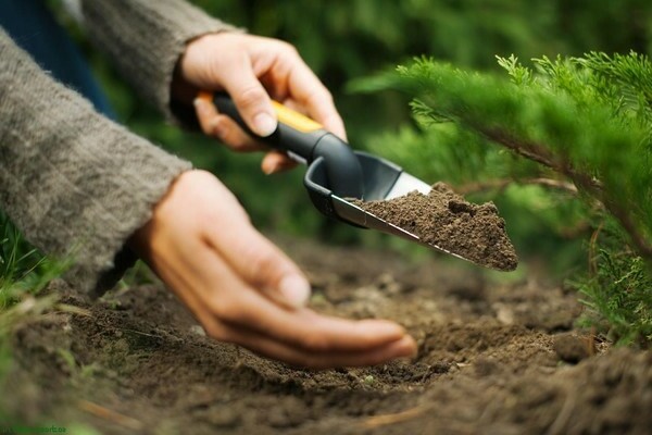 how to feed the juniper