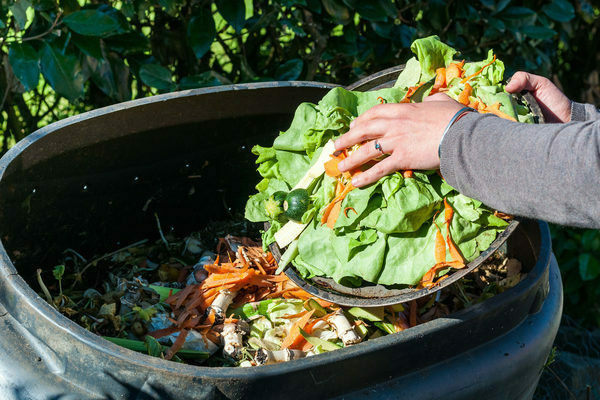 how to feed the pepper after planting