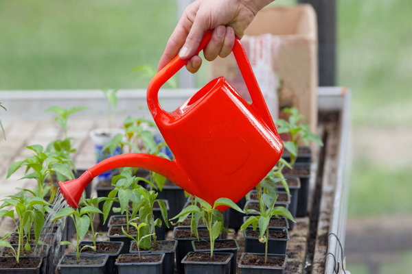 wie man den Pfeffer während der Blüte füttert