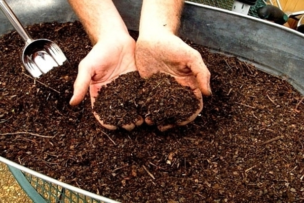 wie man Paprika im Gewächshaus füttert