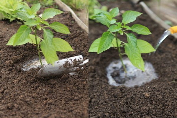 How to feed pepper after planting