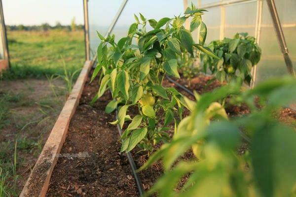 How to feed pepper after planting