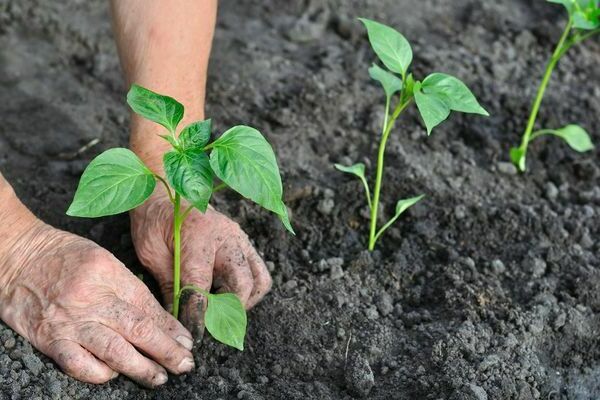 How to feed pepper after planting