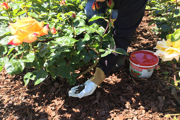 How to feed roses