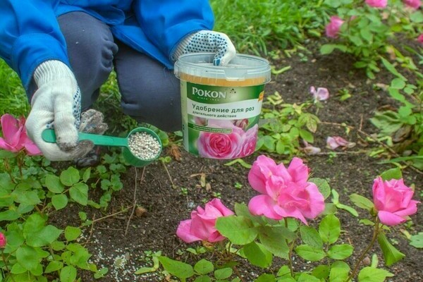 How to feed roses