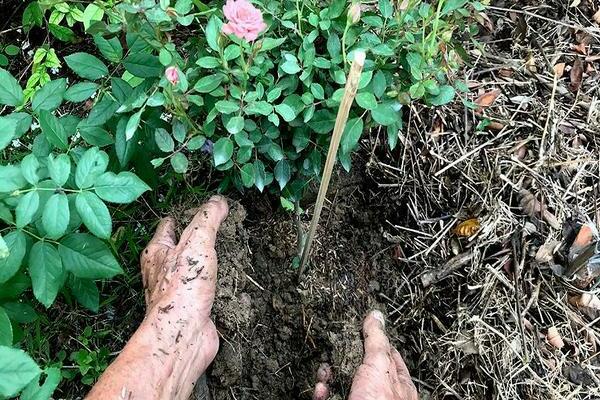 How to feed roses in spring