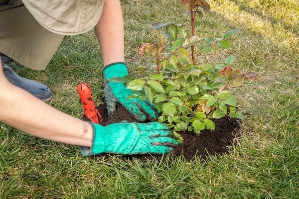 How to feed roses in spring