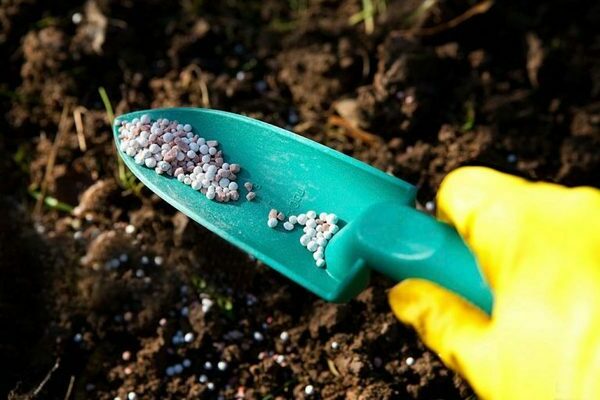 How to feed roses in spring