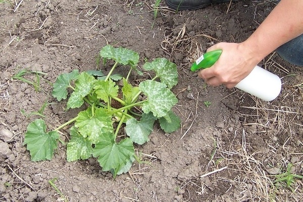 Kako hraniti bundevu