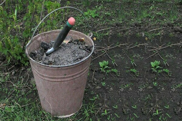 wie man die Trauben nach der Blüte zum Gießen füttert