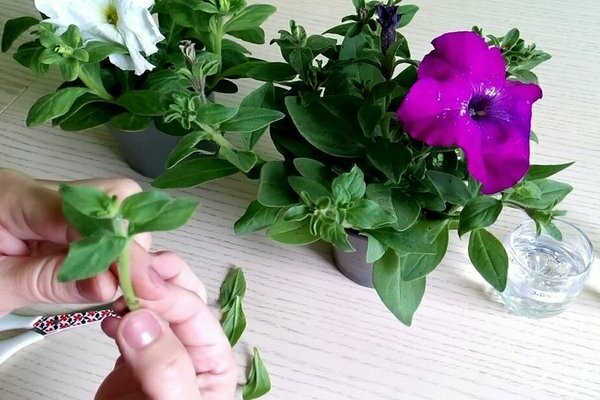 petunia cuttings