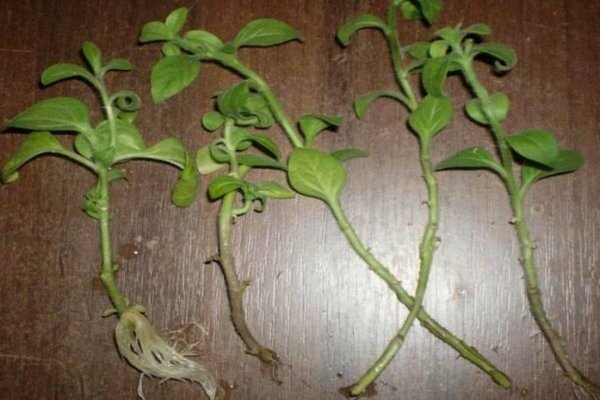 petunia cuttings