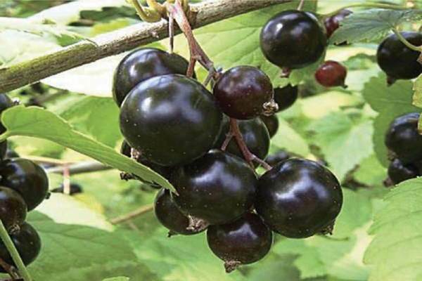 black currant sibilla reviews