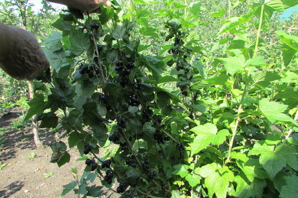 black currant variety sibilla