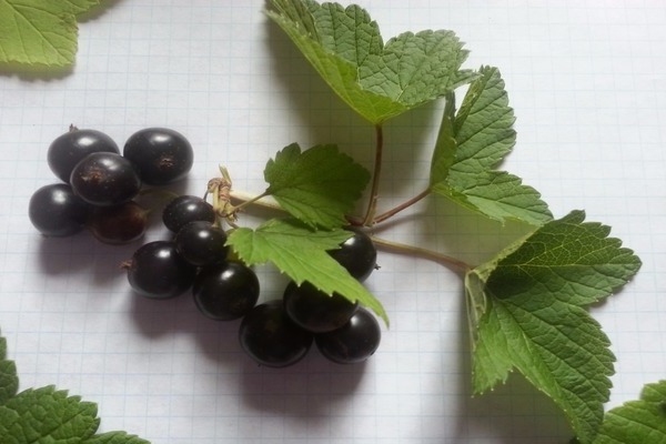 black currant sibilla variety description photo