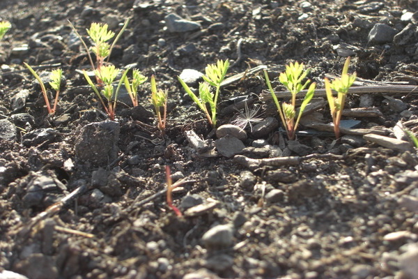 carrots did not sprout