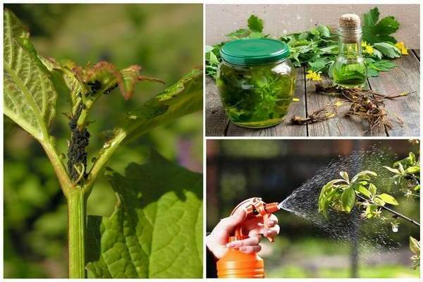 Celandin iz lisnih uši: mogućnosti uzgoja tla i biljaka