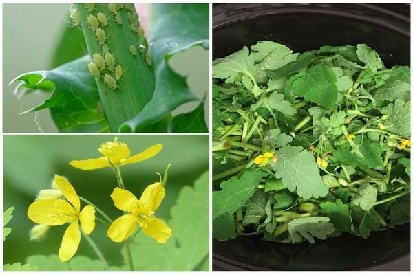 Celandine mula sa aphids: mekanismo ng pagkilos sa mga peste