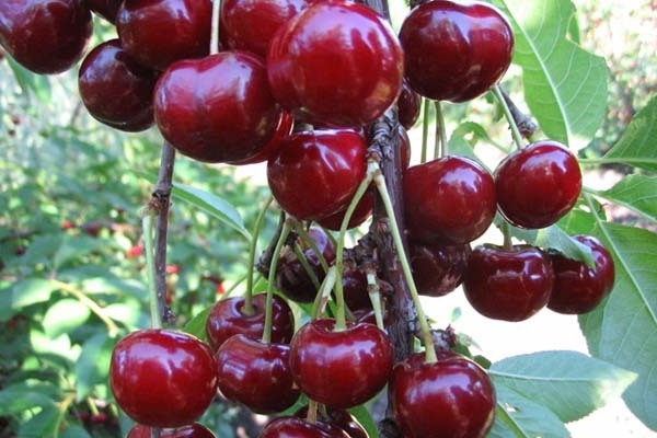 duke himala cherry