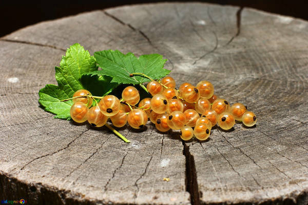 varieties of white currant