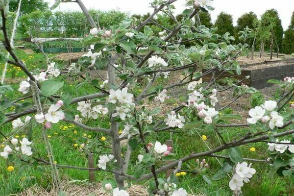 apple tree Medunitsa