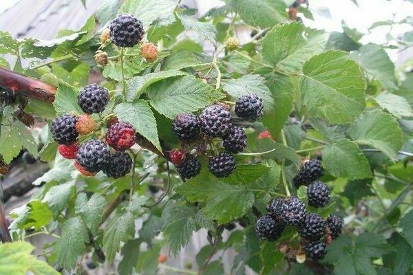 black raspberry