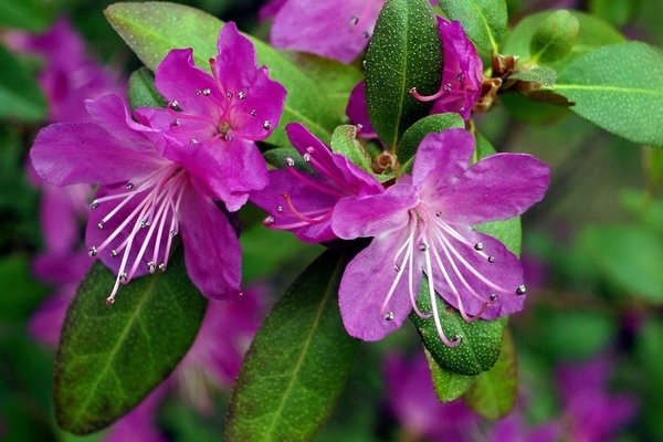 rododendron daurski