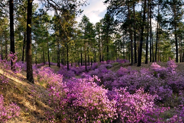 cvjetajući rododendron