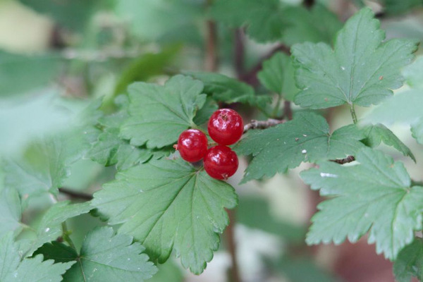 decorative currant photo