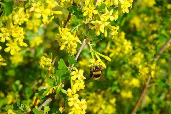 dekorative Johannisbeere