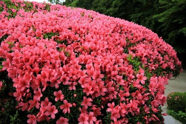 garden azalea