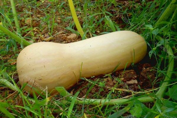 pumpkin butternut