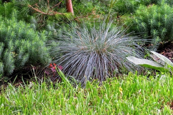 Rain flower beds