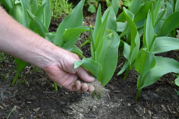 tulip care after flowering