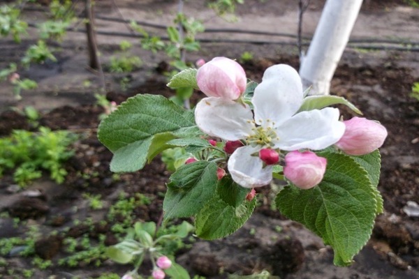 apple tree Medunitsa